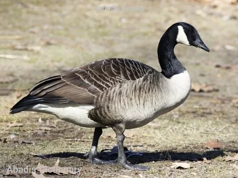 canada goose